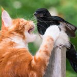 How Can I Stop My Cat from Killing Birds In My Garden?