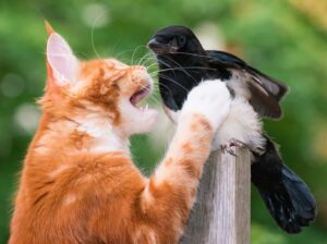 Read more about the article How Can I Stop My Cat from Killing Birds In My Garden?