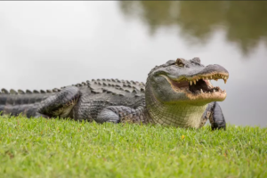 Read more about the article 5 STUNNING ALLIGATOR FACTS