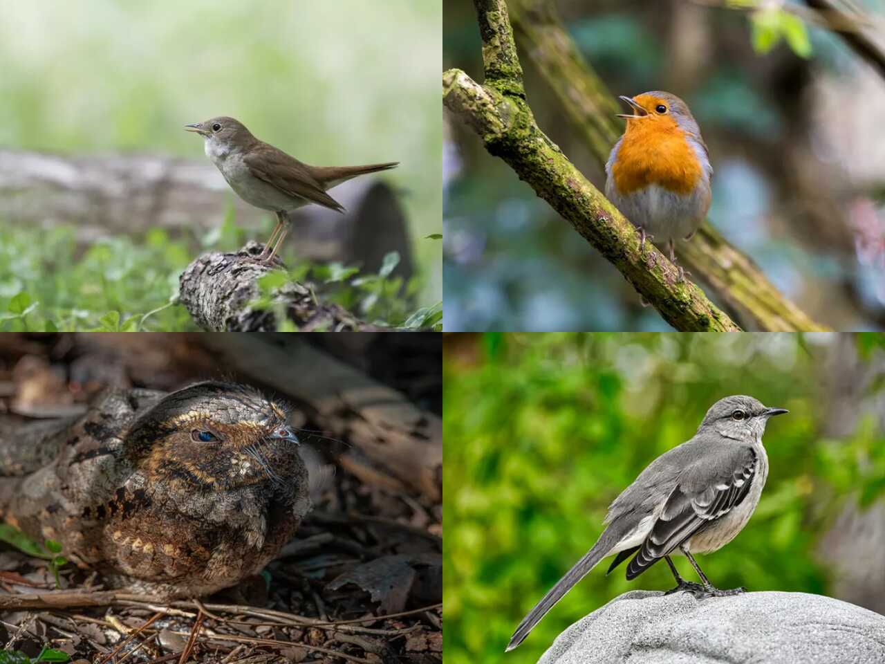 You are currently viewing 5 Birds That Sing at Night