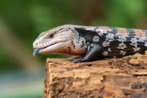 Read more about the article 5 Animals With Blue Tongues