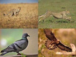 Read more about the article The 6 Fastest Animals in the World