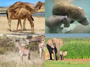 Read more about the article 6 Animals With the Longest Gestation Period