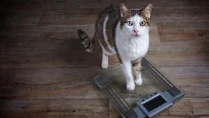 Read more about the article 5 Tips For Helping Your Cat To Lose Weight