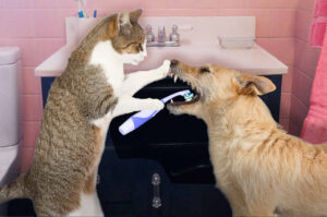 Read more about the article Dental Health in Cats and Dogs