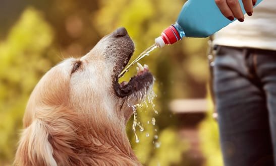 Read more about the article Three Ways To keep Your Dog Hydrated