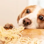 How Do You Stop A Dog From Eating Too Fast?