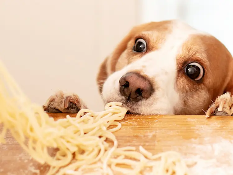 Read more about the article How Do You Stop A Dog From Eating Too Fast?