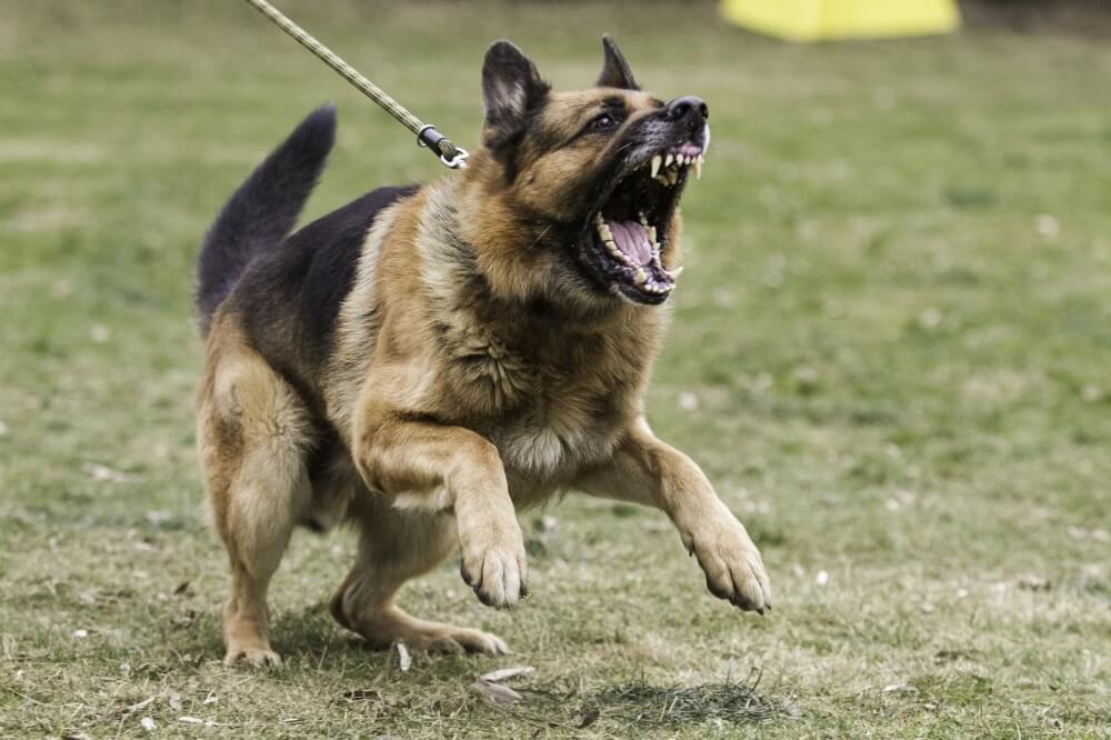 Read more about the article How Can I Stop My Dog From Barking So Much?