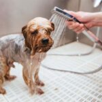 Top Tips For Bathing Your Dog