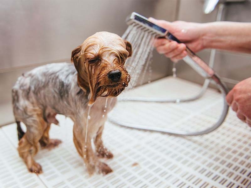 Read more about the article Top Tips For Bathing Your Dog