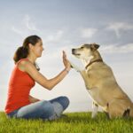 Money Saving Tips For Dog Owners