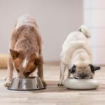 Is Insect Based Protein Good For Dogs?