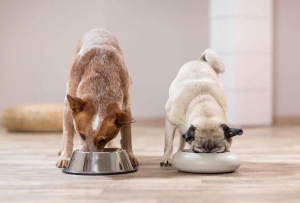 Read more about the article Is Insect Based Protein Good For Dogs?