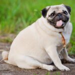 How To Prevent Obesity In Dogs