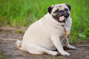 Read more about the article How To Prevent Obesity In Dogs