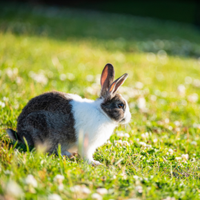 Read more about the article How to Keep your Rabbits Cool in Summer