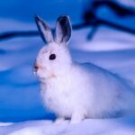 How to Care for Rabbits in the Winter