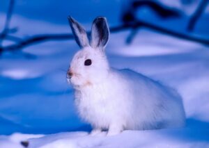 Read more about the article How to Care for Rabbits in the Winter