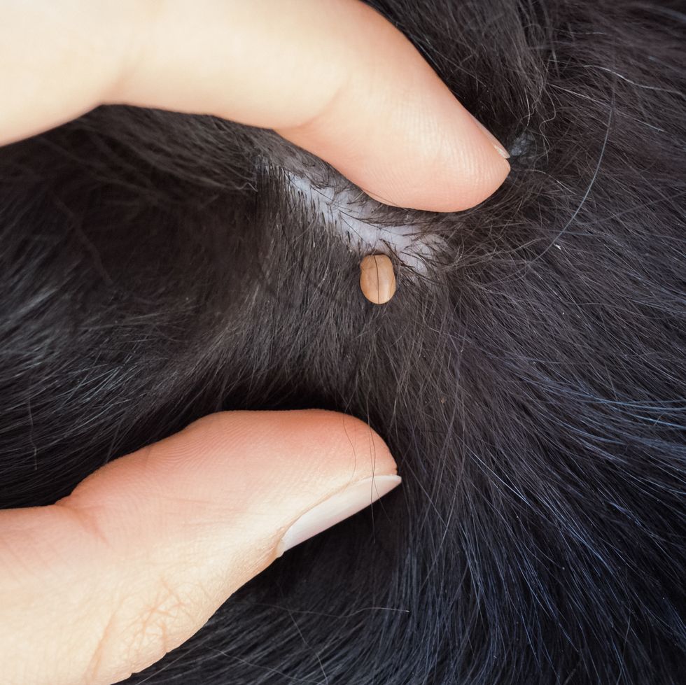 Read more about the article How To Spot And Remove Ticks On Your Dog