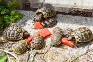 Read more about the article How to Care for your Tortoise