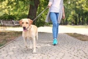 Read more about the article High Quality Essentials For Walking Your Dog